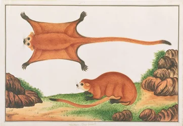 Roter Riesengleithörnchen, aus Zeichnungen von Tieren, Insekten und Reptilien aus Malakka, ca. 1805-18